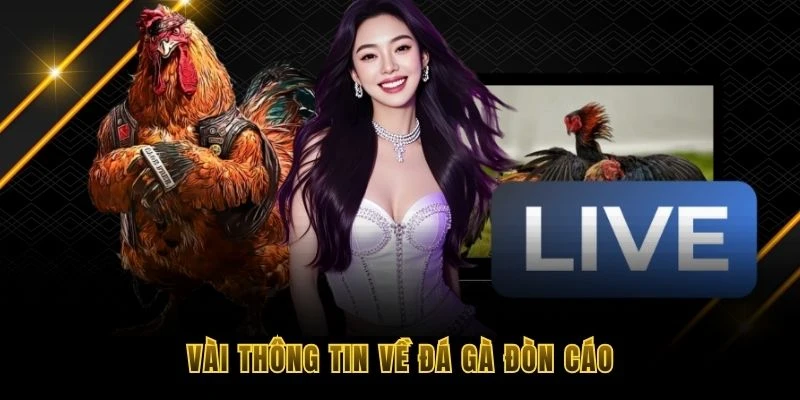 V&agrave;i th&ocirc;ng tin về đ&aacute; g&agrave; đ&ograve;n c&aacute;o
